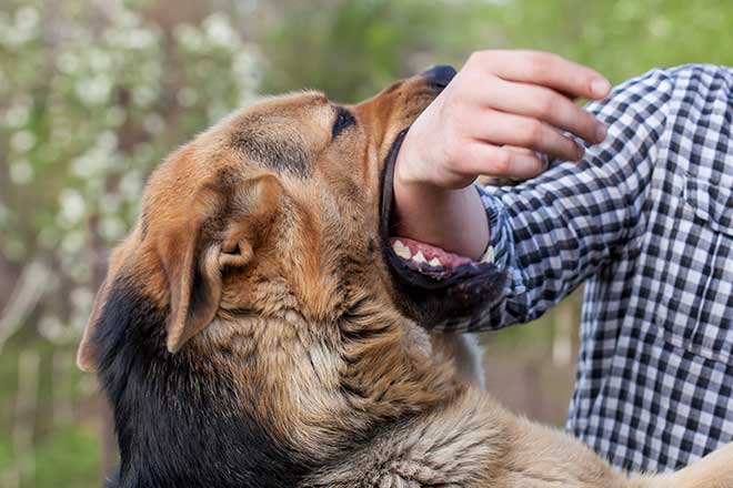 Florida is #2 in the Country for Dog Bite Insurance Claims!